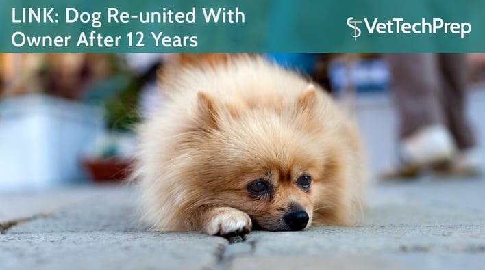 LINK-Dog-Re-united-With-Owner-After-12-Years.jpg