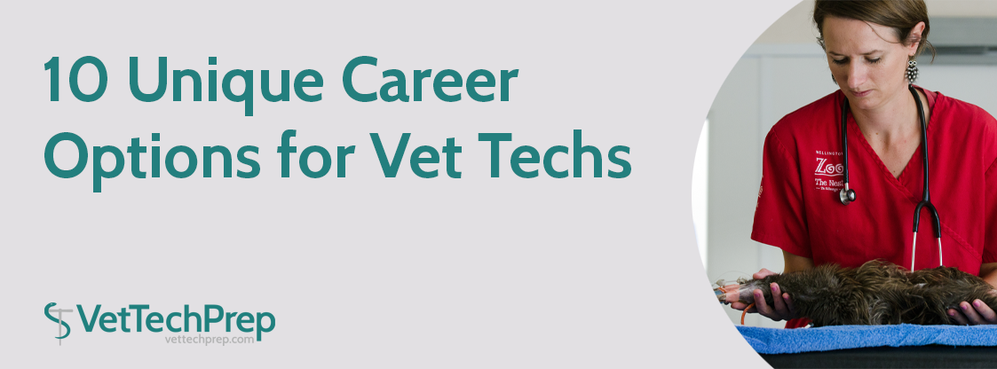 10 Unique Career Options For Vet Techs   10 Unique Career Options For Vet Techs 