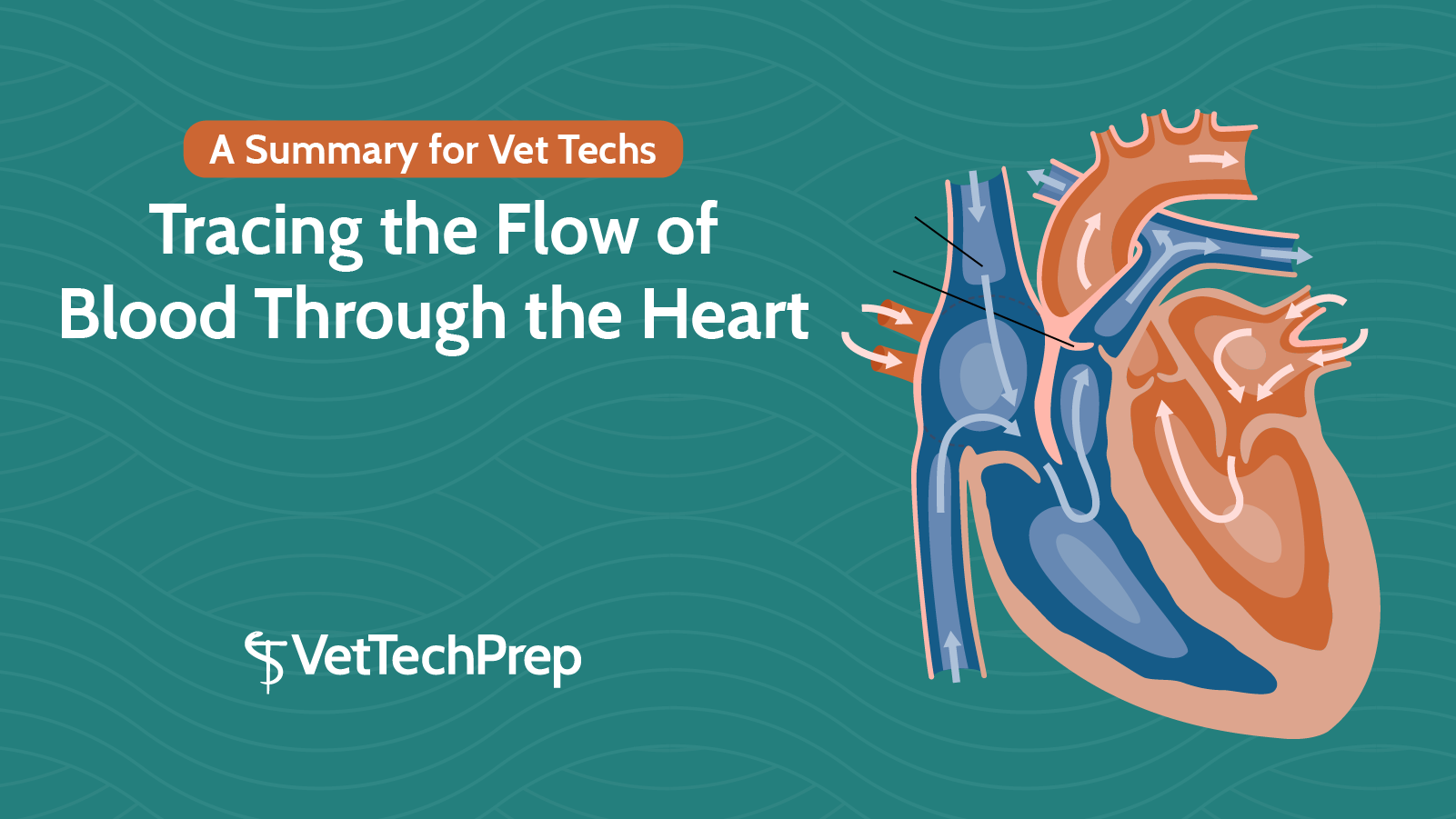 Tattooing the heart with graphene electrodes  News  RSC Education