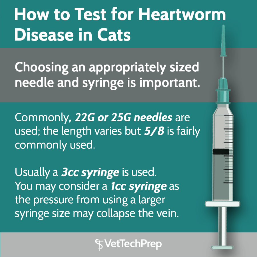 How to Test for Heartworm Disease in Cats