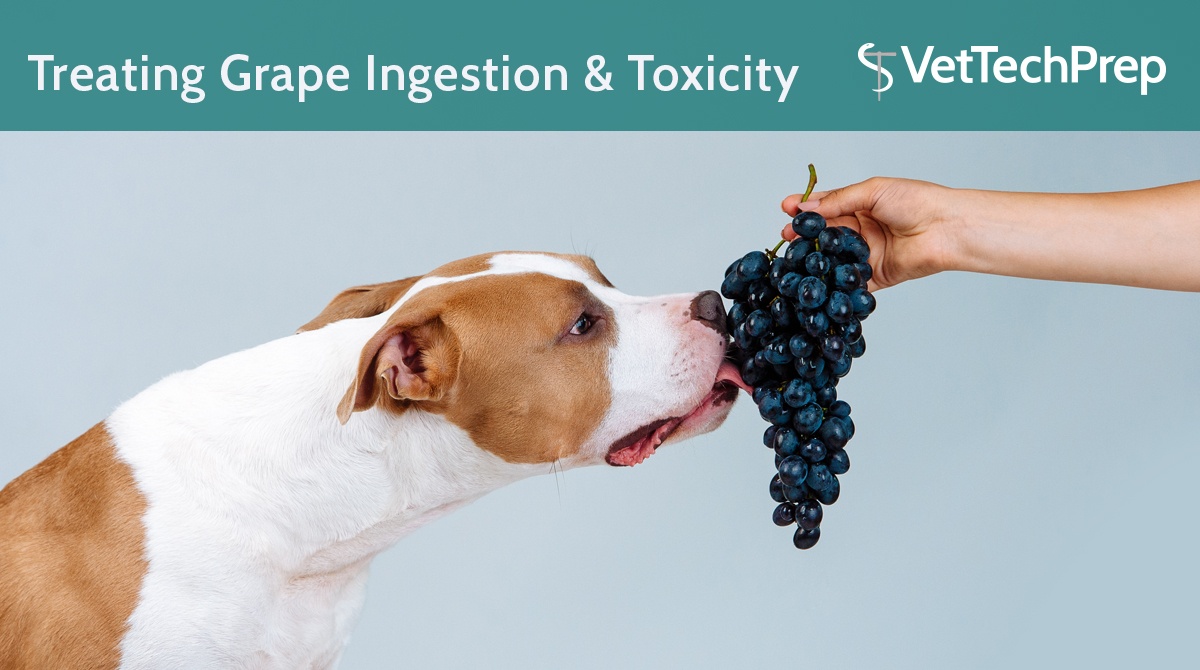 Are grapes bad store for dogs to eat