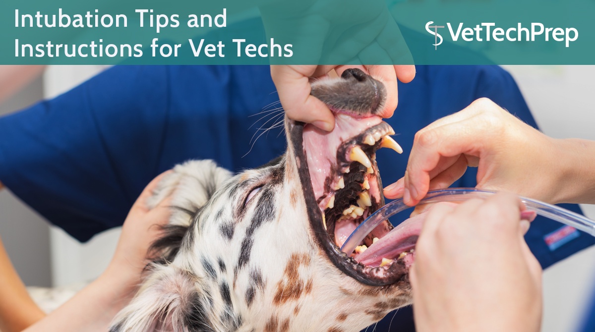 Intubation-Tips-and-Instructions-for-Vet-Techs