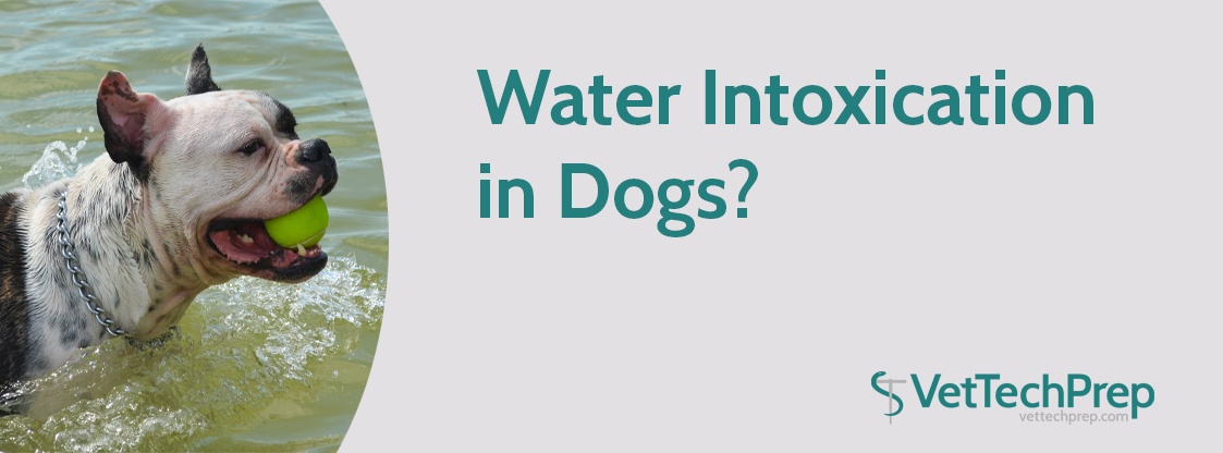 Water-Intoxication-in-Dogs