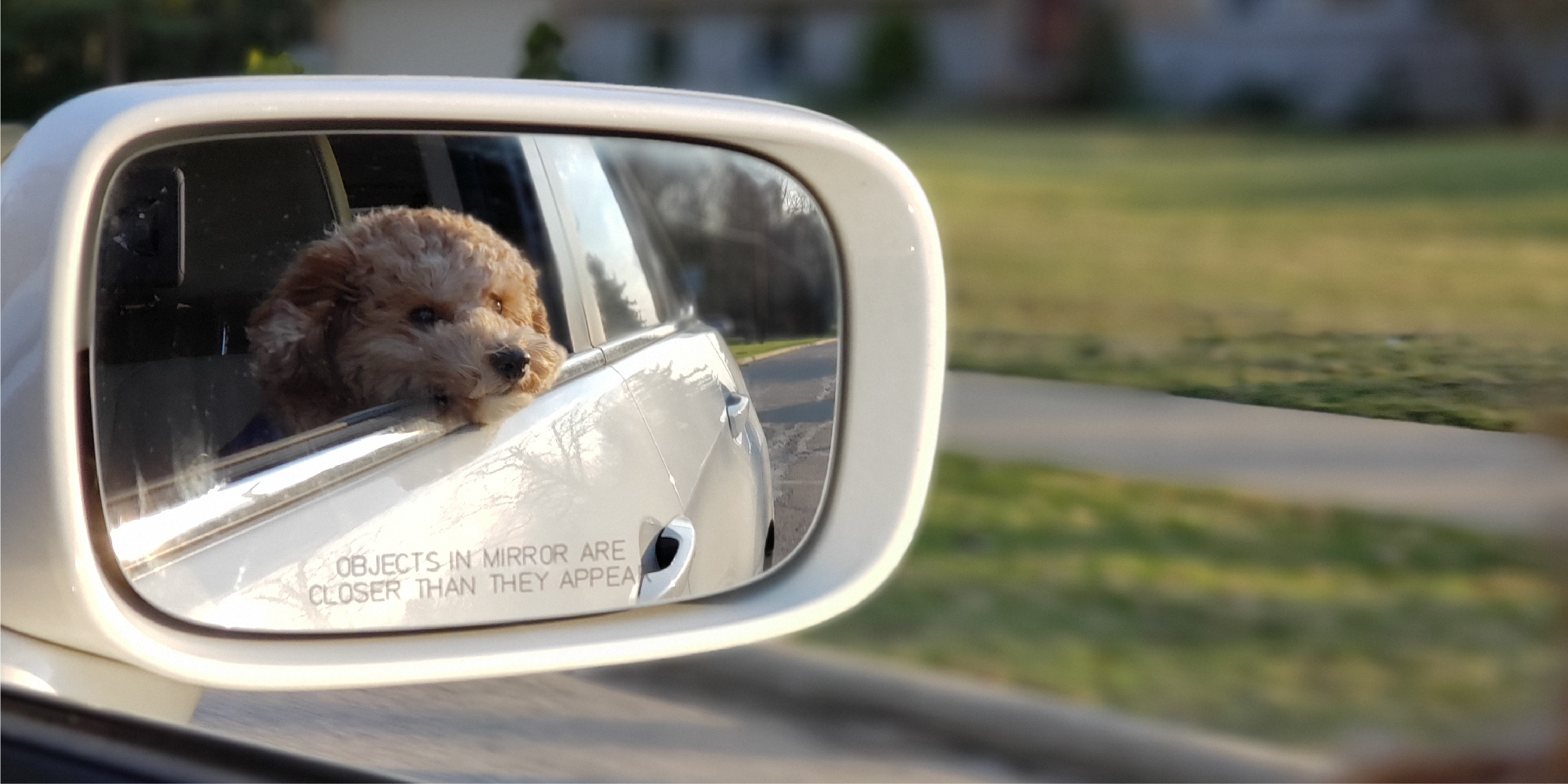 Medication for hotsell dog travel anxiety