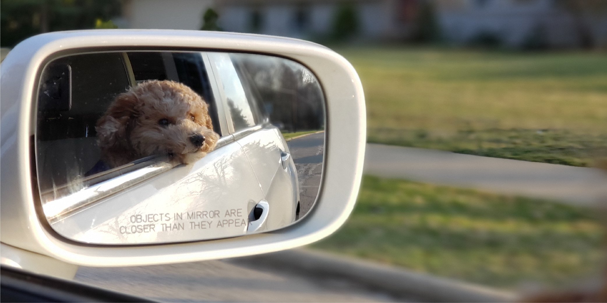 What Do Dogs See in Mirrors? - Scientific American Blog Network