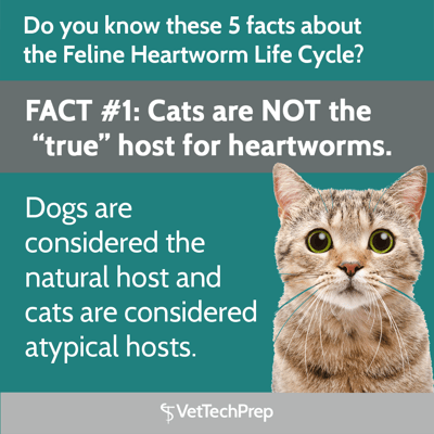fact1-catsarenot