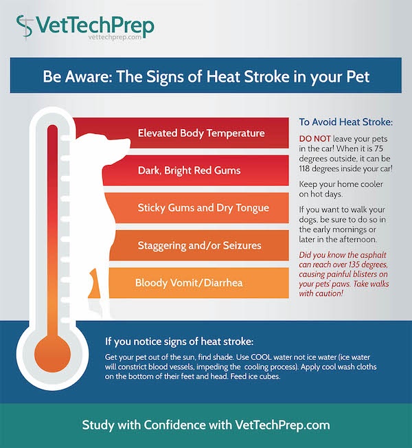 Dog heat stroke outlet treatment