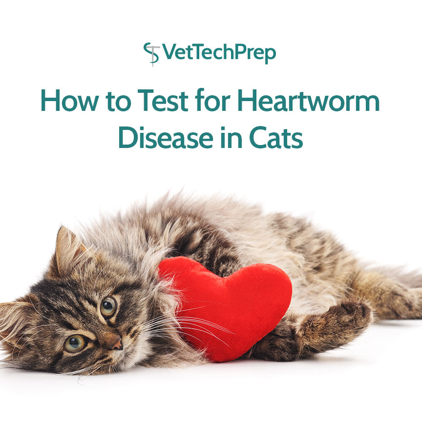 The Savvy VetTech | heartworm disease